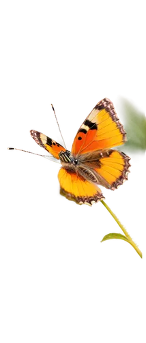 orange butterfly,butterfly isolated,euphydryas,butterfly background,isolated butterfly,butterfly vector,melitaea,french butterfly,butterflyer,postman butterfly,dryas julia,butterfly on a flower,butterfly,collecting nectar,lycaena,butterfly swimming,butterfly moth,imago,glass wing butterfly,vanessa atalanta,Photography,Fashion Photography,Fashion Photography 15