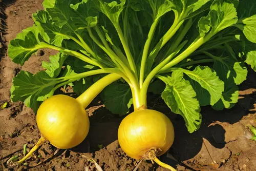 yellow turnip,kohlrabi,yellow beets,pak-choi,white turnip,summer squash,rutabaga,turnips,yellow onion,cucurbita,sugar beet,radish,pattypan squash,beet,russet burbank potato,daikon,gem squash,figleaf gourd,red beets,picking vegetables in early spring,Art,Classical Oil Painting,Classical Oil Painting 20