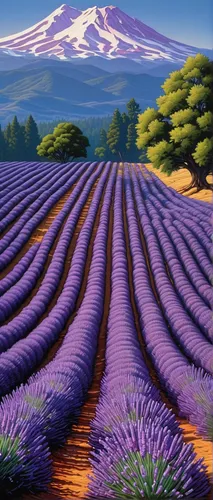 lavender fields,lavender field,purple landscape,lavender cultivation,lavander,provence,lavenders,valensole,lavender flowers,egyptian lavender,the lavender flower,french lavender,lavandula,lavendar,lavender,verbena,japan landscape,yamada's rice fields,lavender flower,wall,Conceptual Art,Daily,Daily 27