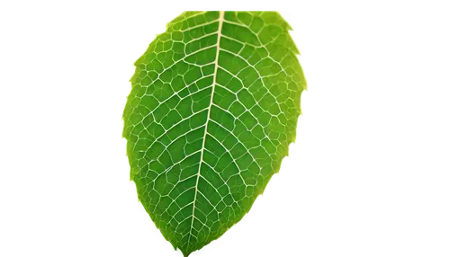 custody leaf,mape leaf,magnolia leaf,walnut leaf,foliage leaf,chestnut leaf,tropical leaf,fan leaf,leaf structure,jungle leaf,fig leaf,leaf,leaf pattern,leaf background,tree leaf,grape leaf,green leaf,leaf border,young leaf,tropical leaf pattern,Art,Classical Oil Painting,Classical Oil Painting 33