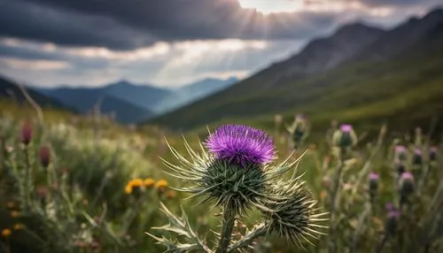 spear thistle,european marsh thistle,ball thistle,card thistle,thistle,creeping thistle,thistles,purple thistle,sow thistles,alpine sea holly,artichoke thistle,alpine aster,alpine flowers,knapweed,southern grove thistle,alpine meadow,dolomites,alpine flower,spotted knapweed,the valley of flowers,Illustration,Realistic Fantasy,Realistic Fantasy 31