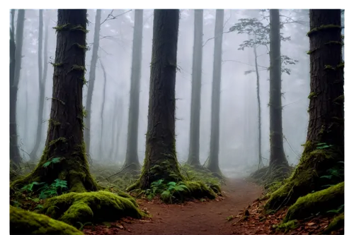 foggy forest,forest path,germany forest,elven forest,enchanted forest,endor,forest of dreams,hiking path,the mystical path,mirkwood,haunted forest,forestland,forest walk,coniferous forest,fairytale forest,forest floor,spruce forest,fir forest,fairy forest,fromme,Photography,Fashion Photography,Fashion Photography 18