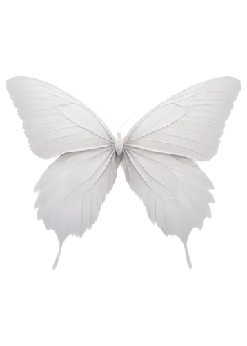 Large wings, feathery texture, white and gray colors, detailed veins, slightly spread, curved shape, soft light, 3/4 composition, cinematic lighting, PNG with transparent background.,butterfly white,w