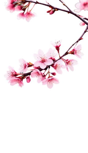 japanese floral background,japanese sakura background,cherry blossom branch,sakura background,plum blossoms,floral digital background,pink floral background,sakura tree,sakura branch,cherry branches,sakura blossoms,plum blossom,sakura flowers,japanese cherry blossom,sakura cherry tree,sakura flower,japanese cherry blossoms,spring background,japanese carnation cherry,pink cherry blossom,Photography,Documentary Photography,Documentary Photography 14