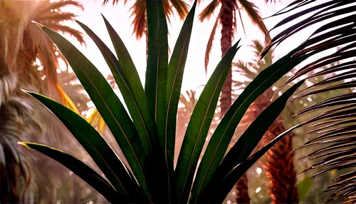 Palm trees, tropical, slender trunks, feathery leaves, swaying gently, morning sunlight, soft focus, warm color tone, shallow depth of field, 3/4 composition, cinematic lighting, realistic texture, de