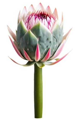 water lily flower,blooming lotus,water lily bud,flower of water-lily,lotus flower,lotus ffflower,lotus png,pink water lily,lotus flowers,lotus blossom,water lily,proteas,stone lotus,giant water lily bud,water lotus,lotus,large water lily,lotus on pond,water lilly,waterlily,Photography,General,Natural