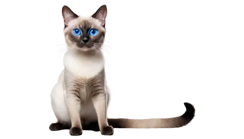 cat with blue eyes,blue eyes cat,siamese cat,cat vector,siamese,tonkinese,oriental shorthair,cat on a blue background,peterbald,japanese bobtail,the blue eye,cat's eyes,heterochromia,ojos azules,cat image,breed cat,devon rex,blue eye,avatar,european shorthair,Conceptual Art,Sci-Fi,Sci-Fi 02