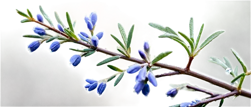 blue flowers,milkwort,lavender flower,the lavender flower,lavender flowers,blue petals,hyacinthoides,blue flower,bluebonnet,spring flowers,spring background,lilac tree buds,muscari,bluebells,blu flower,lavender oil,spring flower,vervain,spring greeting,the flower buds,Illustration,Realistic Fantasy,Realistic Fantasy 40