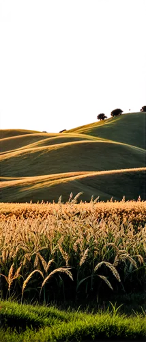 wheat crops,wheat fields,wheat field,field of cereals,wheatfield,palouse,grain field,cornfield,prairies,cropland,barley field,wheat grasses,strands of wheat,straw field,wheat ears,grain field panorama,wheatfields,cultivated field,cordiale,corn field,Illustration,Paper based,Paper Based 27