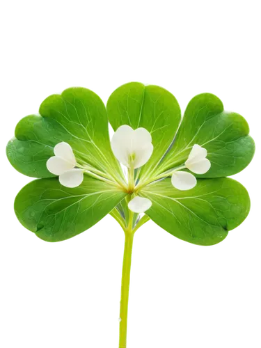 wood-sorrel,4-leaf clover,medium clover,five-leaf clover,four-leaf clover,centella,flowers png,a four leaf clover,clovers,wood sorrel,three leaf clover,four leaf clover,4 leaf clover,redwood sorrel,miner's lettuce,long ahriger clover,oxalis,violet woodsorrel,clover leaves,patrol,Illustration,Black and White,Black and White 22