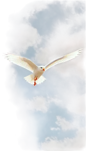 seagull in flight,tern bird,tern flying,flying tern,royal tern,caspian tern,seagull,seagull flying,tern,white eagle,flying common tern,orange gull,bird in flight,bird flying,cygnes,bird png,black-winged kite,dove of peace,soar,tyto,Art,Classical Oil Painting,Classical Oil Painting 19