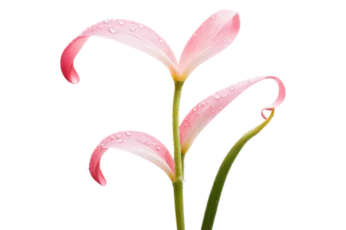 stargazer lily,flowers png,lily flower,crinum,sego lily,torch lily,anthurium,grass lily,foxtail lily,schopf-torch lily,natal lily,palm lily,spectabilis,gymea lily,grape-grass lily,lily water,rain lily,pink tulip,torch lilies,lilies,Art,Classical Oil Painting,Classical Oil Painting 34