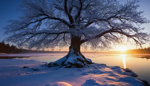 winter tree,snowy tree,snow tree,isolated tree,hoarfrost,lone tree,winter landscape,winter light,bare tree,winter magic,winter morning,snow landscape,magic tree,snowy landscape,winter dream,winter forest,treemsnow,winter background,finnish lapland,snow trees,Conceptual Art,Fantasy,Fantasy 13