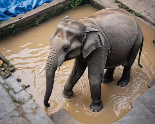 water elephant,watering hole,water hole,waterhole,asian elephant,elefant,Photography,General,Natural