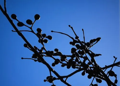 low-angle shot, shallow depth of field.,the sun shines brightly behind a small tree,mistletoe berries,tree silhouette,cherry branches,leafless,branches,fir tree silhouette,blue star magnolia,argan tre