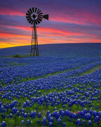 A windmill rises over a field of bluebonnets, groundsel, and Indian Paintbrush on a cold March morning south of San Antonio....,amarillo,texas bluebonnet,texas,bluebonnet,field of flowers,flowers fiel