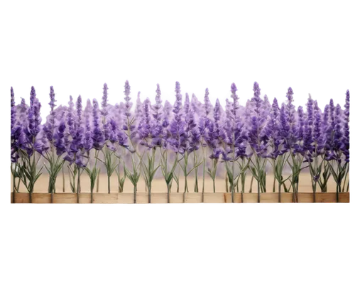 vintage lavender background,lavandula,muscari,lavender flowers,the lavender flower,lavender flower,lavender cultivation,lavenders,muscari armeniacum,grape hyacinths,flowers png,lavander,lavendar,lavender oil,grape hyacinth,lavender field,lavander products,lavender,lavender bunch,white grape hyacinths,Photography,Fashion Photography,Fashion Photography 06