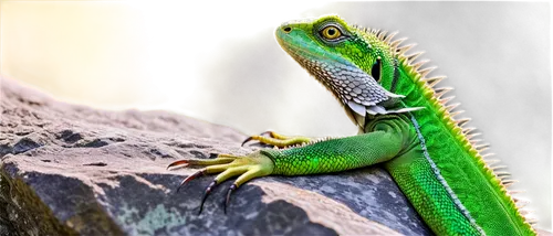 green crested lizard,emerald lizard,european green lizard,green lizard,ring-tailed iguana,eastern water dragon lizard,day gecko,green iguana,eastern water dragon,green-tailed emerald,dragon lizard,carolina anole, anole,anole,collared lizard,chinese water dragon,caiman lizard,morelia viridis,patrol,green dragon,Conceptual Art,Fantasy,Fantasy 22