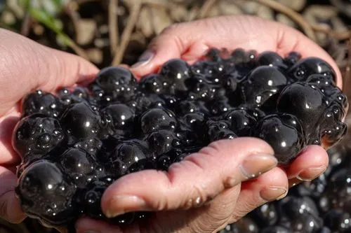 blackcurrants,black currants,black berries,vineyard grapes,elderberries,tempranillo,blackberries,harvested fruit,grape harvest,barbera,viognier grapes,sauvigne,anthocyanins,ripening fruit,goose berrie