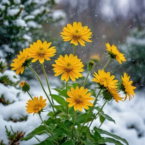 winter aster,yellow daisies,yellow chrysanthemums,rudbeckia,rudbeckia fulgida,coreopsis