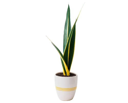 Snake plant, potted, indoor, green leaves, upright, sword-shaped, yellow edges, white stripes, soil, ceramic pot, rounded shape, subtle texture, soft focus, natural light, 3/4 composition, warm color 