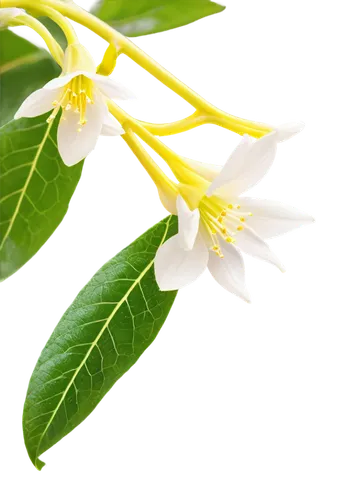 jasminum,flowers png,neroli,spring leaf background,jasminum sambac,white plumeria,cape jasmine,trifoliata,flower jasmine,aromatic plant,ylang,jasmine flower,lemon background,flower background,naturopathy,white passion flower,star jasmine,illicium,flower wallpaper,plumeria,Illustration,Realistic Fantasy,Realistic Fantasy 33