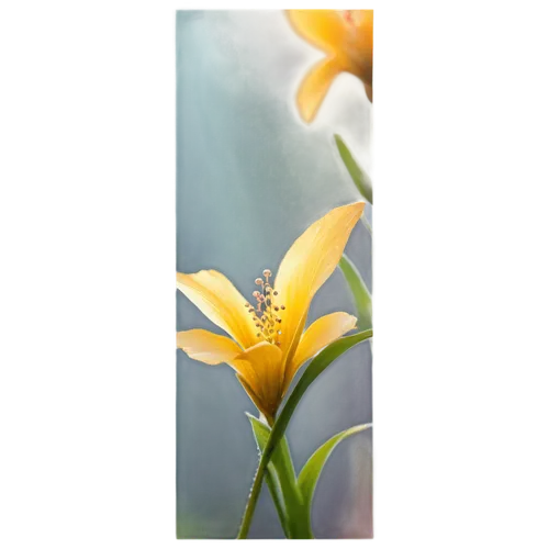 bookmark with flowers,flowers png,yellow avalanche lily,flower background,lilium candidum,day lily flower,peruvian lily,floral digital background,freesia,carolina jasmine,tropical floral background,tuberose,day lily,day lily plants,avalanche lily,orange lily,ornithogalum,yellow canada lily,easter lilies,gazania,Illustration,Abstract Fantasy,Abstract Fantasy 01