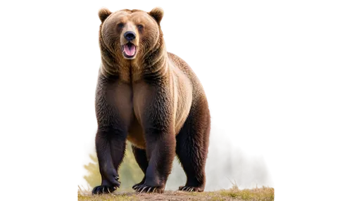 kodiak bear,brown bear,bear,great bear,uintatherium,sun bear,scandia bear,nordic bear,spectacled bear,bear kamchatka,american black bear,eurasier,cute bear,grizzly bear,fila brasileiro,boar,bear bow,capybara,grizzly,cub,Illustration,Realistic Fantasy,Realistic Fantasy 41