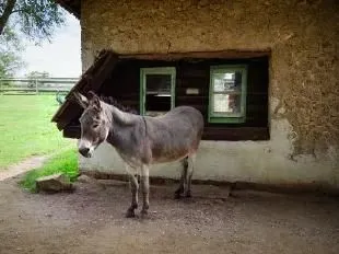 donkey of the cotentin,platero,zonkey,half donkey,electric donkey,donkeys