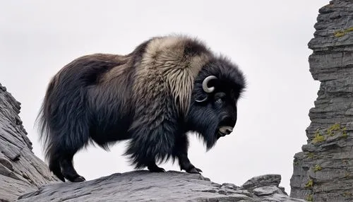 muskox,baboon,saguinus oedipus,siamang,langur,bleeding-heart baboon,baboons,yak cub,yak,cercopithecus neglectus,guenon,common chimpanzee,macaque,gibbon 5,bradypus pygmaeus,lamniformes,leuconotopicus,black-brown mountain sheep,feral goat,mountain sheep,Conceptual Art,Graffiti Art,Graffiti Art 11