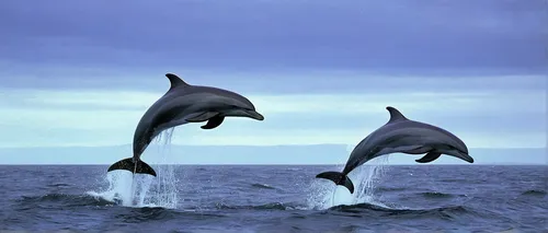 Two Bottlenose dolphins (Tursiops truncatus) breaching together in the Moray Firth, Scotland - 930-92,oceanic dolphins,bottlenose dolphins,two dolphins,dolphins,common dolphins,dolphins in water,spinn