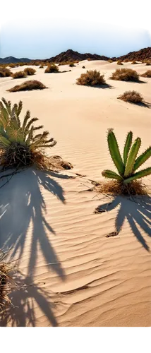 desert plants,desert plant,libyan desert,desert desert landscape,desert background,desert landscape,capture desert,argentina desert,arid landscape,flowerful desert,deserto,desert rose,desert,desertlike,desert flower,semidesert,palm pasture,dune landscape,arid,deserticola,Photography,Fashion Photography,Fashion Photography 14