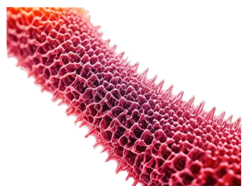 Microscopic, biological, cellular structure, transparent background, high contrast, detailed textures, soft focus, shallow depth of field, warm color tone, cinematic lighting, 3/4 composition, close-u