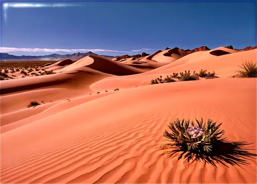 desert desert landscape,desert plant,libyan desert,desert landscape,argentina desert,deserto,capture desert,desert plants,desert background,arid landscape,desert,flowerful desert,desierto,semidesert,the desert,gobi desert,desert flower,san dunes,dune landscape,deserticola,Illustration,Retro,Retro 08