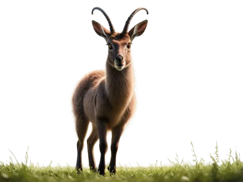 Gentle animal, herbivore, forest dweller, large brown eyes, soft fur, long ears, slender legs, cloven hooves, green meadow background, warm sunlight, 3/4 composition, shallow depth of field, naturalis