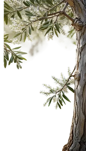 Olive tree, Mediterranean landscape, twisted trunk, small white flowers, green olives, leafy branches, rustic wooden fence, warm sunlight, soft focus, 3/4 composition, shallow depth of field, natural 