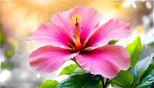 pink hibiscus,pink morning glory flower,hibiscus flower,hibiscus flowers,hibiscus,double hibiscus flower,pink flower,hibiscus and leaves,swamp hibiscus,flower in sunset,hibiscus rosa-sinensis,hibiscus rosasinensis,red hibiscus,flower pink,trumpet flower,pink plumeria,hibiscus rosa sinensis,flower background,exotic flower,flower exotic,Illustration,Realistic Fantasy,Realistic Fantasy 01