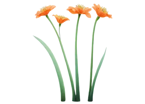 flowers png,tulip background,orange tulips,minimalist flowers,two tulips,tulips,tulip flowers,flower background,tulipa,flower wallpaper,orange flowers,tulipe,wild tulips,defense,defence,trollius download,clivia,lilys,orange lily,ornithogalum,Art,Artistic Painting,Artistic Painting 38