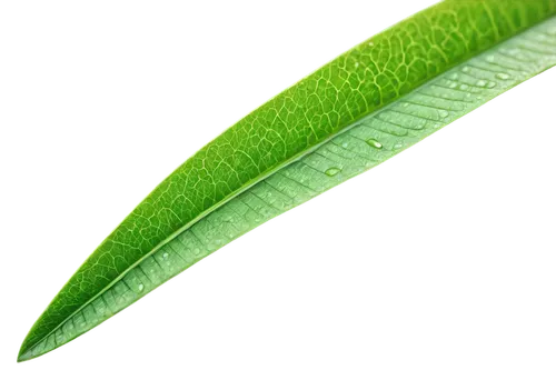 tropical leaf,foliage leaf,magnolia leaf,custody leaf,coconut leaf,tropical leaf pattern,fern leaf,fan leaf,leaf,leaf fern,green leaf,leaves,palm leaf,mape leaf,jungle leaf,gum leaves,leaf structure,leaf green,dry leaf,oleaceae,Illustration,Retro,Retro 14