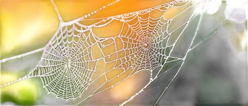 morning dew in the cobweb,spider silk,cobweb,spider web,spiderweb,tangle-web spider,spider's web,web,cobwebs,webs,spider net,acorn leaf orb web spider,argiope,garden spider,web element,morning dew,garden dew,webbing,mood cobwebs,spider the golden silk,Conceptual Art,Daily,Daily 13