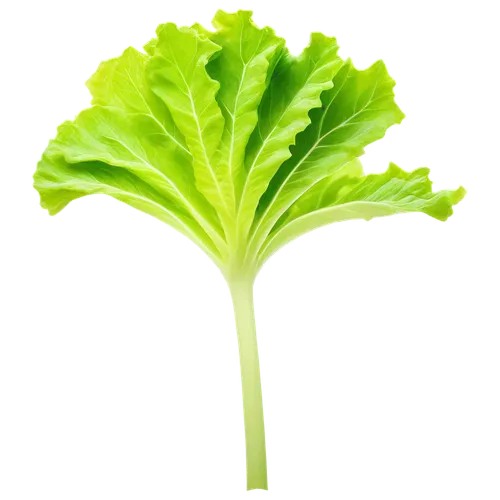 Lettuce, green leaves, crisp texture, delicate stem, rounded shape, transparent background, slight mist, soft natural light, macro shot, 1/2 composition, shallow depth of field, pastel color tone, hig