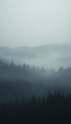 foggy landscape,foggy forest,dense fog,fog banks,bavarian forest,nebel,Photography,General,Realistic