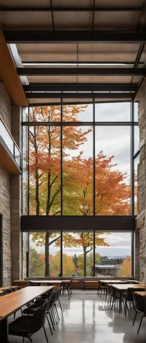 maple leave,maple branch,ubc,schulich,school design,maple tree,lunchroom,daylighting,metasequoia,study room,maple shadow,lakehead,cafeteria,langara,lecture hall,maple foliage,maple bush,maple,ash-maple trees,corten steel,Photography,Documentary Photography,Documentary Photography 17