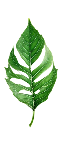 leaf background,tropical leaf,lotus leaf,coconut leaf,water lily leaf,spring leaf background,tree leaf,mape leaf,fern leaf,green leaf,magnolia leaf,mammoth leaf,bigleaf,jungle leaf,fan leaf,palm leaf,leaf structure,acorn leaf,leaf drawing,chestnut leaf,Illustration,Retro,Retro 13