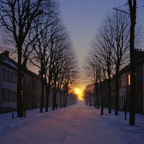 vinter,tallinna,sundbyberg,birch alley,groningen,ruelle,Photography,Black and white photography,Black and White Photography 03