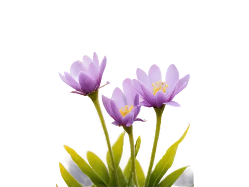 saffron crocus,spring crocus,purple crocus,flowers png,crocus vernus,cretan crocus,crocus,crocuses,crocus flowers,crocuss,tulipan violet,tulipa,violet tulip,tulip background,tulipa tarda,centaurium,tulipa humilis,freesia,snow crocus,freesias,Conceptual Art,Daily,Daily 05