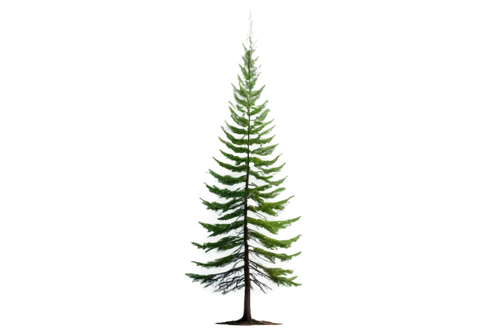 silvertip fir,norfolk island pine,colorado spruce,nordmann fir,lodgepole pine,canadian fir,oregon pine,spruce tree,singleleaf pine,chile pine,douglas fir,spruce,spruce-fir forest,fir needles,sitka spruce,pine,balsam fir,spruce needle,fir tree,fir branch,Illustration,Paper based,Paper Based 10