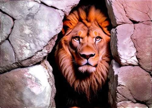 kion,aslan,male lion,lion,magan,scar,female lion,forest king lion,panthera leo,mufasa,zira,lionrock,lionheart,lionnel,iraklion,felidae,the lion king,tigon,zimba,lionore,Art,Artistic Painting,Artistic Painting 06