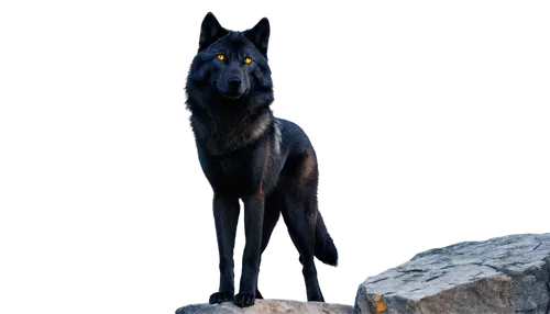 black shepherd,tamaskan dog,schipperke,european wolf,west siberian laika,black german shepherd,canidae,black norwegian elkhound,canis lupus,canis lupus tundrarum,kelpie,belgian shepherd,belgian shepherd dog,east siberian laika,carpathian shepherd dog,canis panther,king shepherd,saarloos wolfdog,australian kelpie,wolfdog,Illustration,American Style,American Style 08