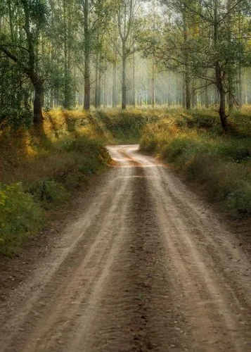 forest road,dusty road,dirt road,country road,the road,veluwe